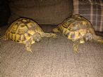 Rehomed....Hermanns : Both Female approx 12 years old (Cordelia & Squirty)